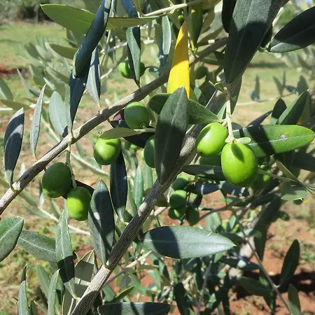 アパート Parenzana ポレッチ