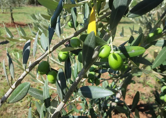 아파트 Parenzana 포레치